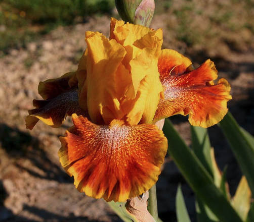 Iris Variegata-Plicata
